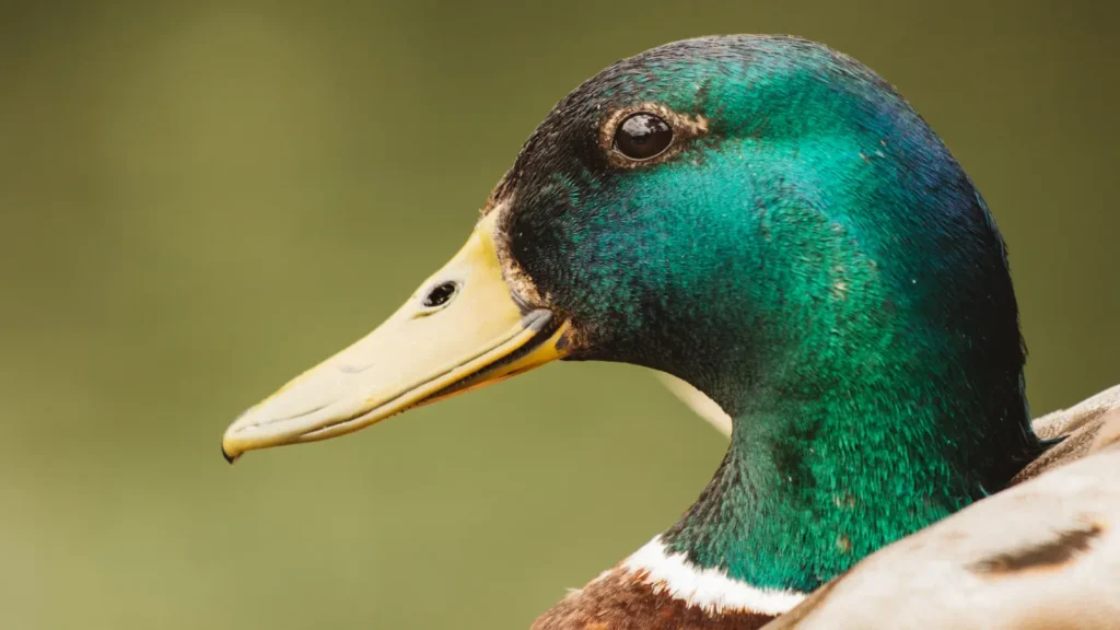 Drake captions for Instagram