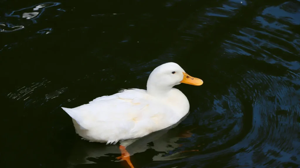 Drake captions for Instagram